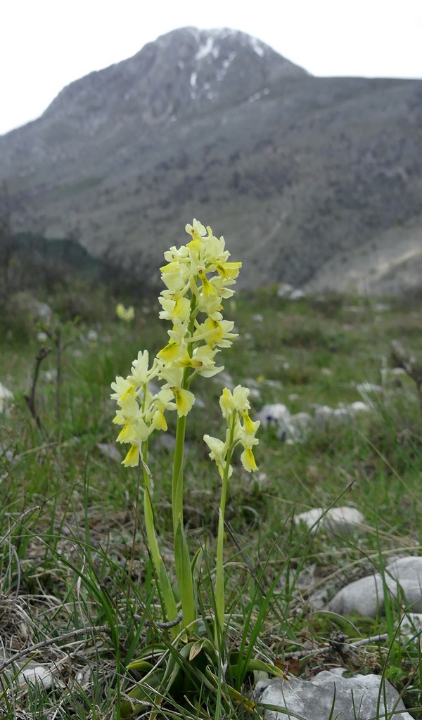 O.pauciflora, O.provincialis, O.quadripunctata, O.xcolemanii, 4 belle Orchis.